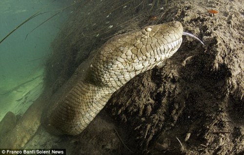 unexplained-events:  Franco Banfi A swiss diver, captured these pictures of one of the six anacondas he saw on his 10 day trip to Mato Grosso in Brazil. This one was about 26-feet long. “At the first moment it’s scary because you don’t know the