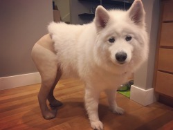 skookumthesamoyed: how very dare you  RUDE