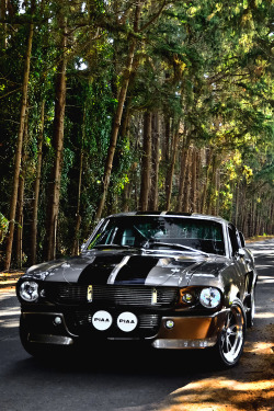 thehighcrown:  Ford Mustang
