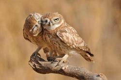 Owls! Kissing!Go home everyone, we’re done here.So done.So