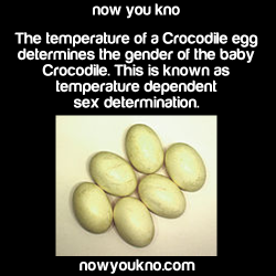 nowyoukno:  Source for more facts follow NowYouKno   …What