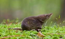 currentsinbiology:  Small-minded? Shrews shrink their skulls