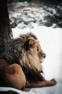 brutalgeneration:  Snow Lion? by [Deadboxrunner] on Flickr. 