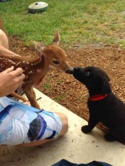 babyanimalgifs:  beautiful blog full of baby animals!