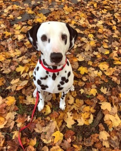 handsomedogs:Watson the Dalmatian!