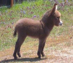 cuteanimalspics:  Fluffy Baby Donkey http://t.co/eMhoc8uCJJ