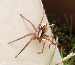adorablespiders:  Large male wolf spider I came across at a yard