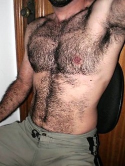 hairytreasurechests:   If you also like hairy and older men who