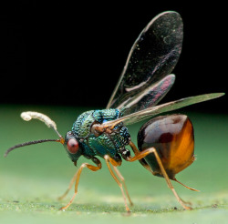 whatthefauna:  Eucharitid wasps are parasitic of many different