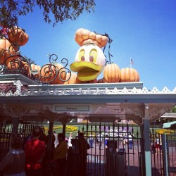 Donald pumpkin is awesome! (at Disneyland)