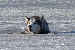 phototoartguy:  Adorable husky rescued from freezing waters outside