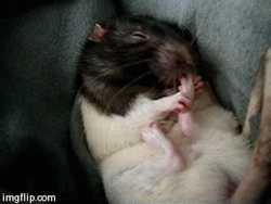pixie-witch:  thestormandthefury:  cuteness-daily:  Oreo cleaning