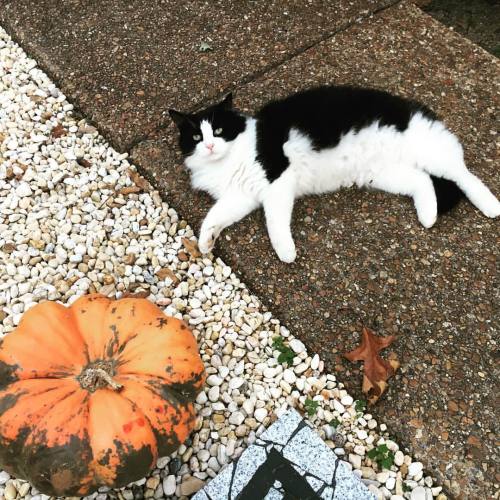 <p>Happy #nationalcatday from #busterkeaton who gets more handsome every year. Also more friendly. Generally he’s awesome and getting more so all the time. I love him. Carry on. #blackandwhitecats  (at Fiddlestar)</p>