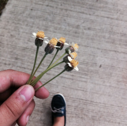 flowurine:  spotlight: cute flowers from everywhere & i kinda