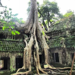 wheredoyoutravel:  Ta Prohm temple at Angkor in Siem Reap, Cambodia.