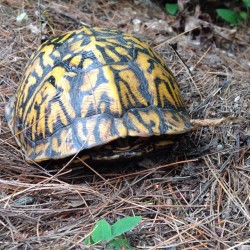 neaq:Eastern box turtle hiding out. Learn more about this species