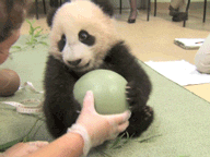 sdzoo:  Xiao Liwu and his ball. Watch the video from his 18th