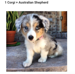 babyanimalgifs: 10 Adorable Photos of Corgis Mixed With Other