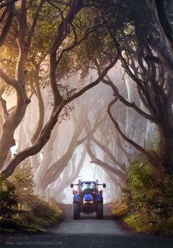 fotografiae:  Autumn Hedges by stephenemerson. http://ift.tt/1tZV1PW