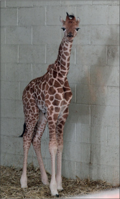llbwwb:  New Born Giraffe (by MartynGwhizz Photography)