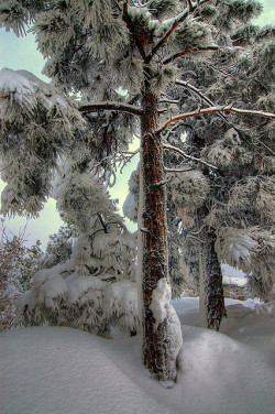 bluepueblo:  Snow Pine, Flagstaff, Arizona photo via caitlin