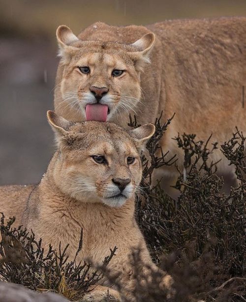 moniquill:wildlife-nature-photo:Cougar (Puma concolor) A cougar