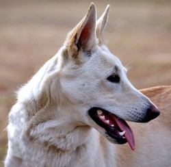 German Shepherd Dogs