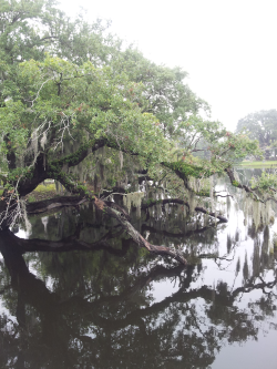 Magnolia Cemetery, Charleston, South Carolina Anyone feel like