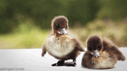 sawilcox28:  gaylucifer:  Duckling tries to take flight.  DAMMIT,
