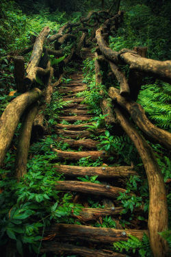 lori-rocks:  The dark path…..by Hanson Mao