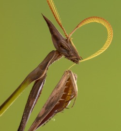 gorongosa:  Piotr Naskrecki is back talking all about Gorongosa’s