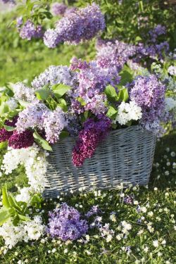 funnylittlekritter:  Lilacs. The fragrance is heavenly. 