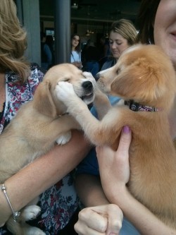 awwww-cute:  Sisters meeting for the first time since adoption/separation.