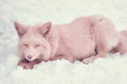 victoria-katheryn:  livingwithfoxesblog:  Loving the snow.  baaabe