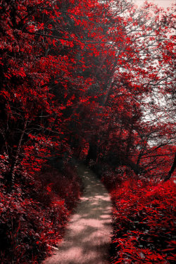 megarah-moon:  “Into The Bloodred Forest” by  Aenea-Jones