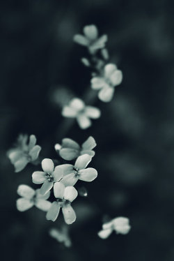 insubtle:  julieidk:  efidelity:  White Flowers by Amatorka