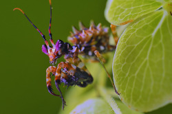 libutron:  Spiny Flower Mantis - Pseudocreobotra wahlbergii Despite