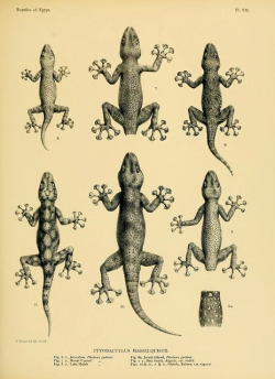 wapiti3:  Zoology of Egypt . By Anderson, John, Boulenger, George