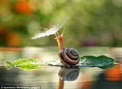 phototoartguy:  Shelter from the storm: Photographs capture snail