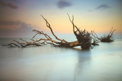 capturedphotos:  Graveyard of Trees The Bluffs in Big Talbot