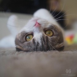 catsofinstagram:  From @scottishfold_maji: “Please give the