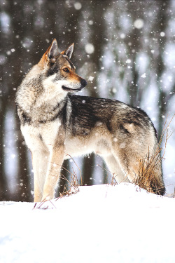 wavemotions:  Wolfdog beauty in the snow