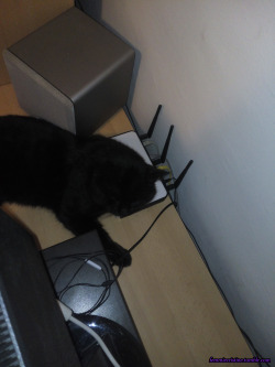 I use your router as a pillow, not a single fuck given &