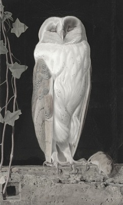 funeral-wreaths:  William James Webbe, The White Owl, 1856 This