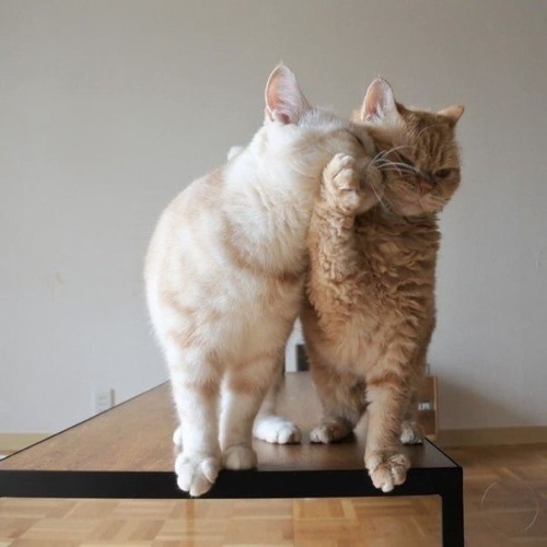 Bad Kitty