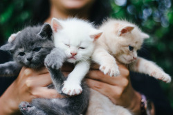 17sailors:   	90/100 - Kitties by ♥_Andrea_♥    	Via Flickr: