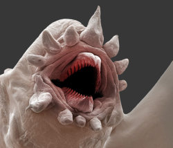 unexplained-events:  Bristle Worms These terrifying macro pictures