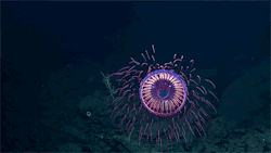 itscolossal:A Burst of Deep Sea Fireworks: A Rare Jellyfish Filmed