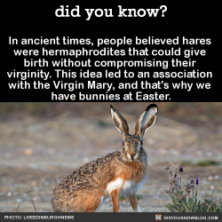 did-you-kno:  In ancient times, people believed hares  were hermaphrodites