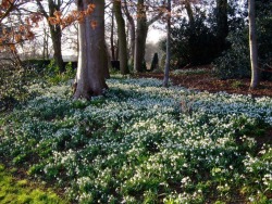 morigrrl:  Snowdrops and hellebores